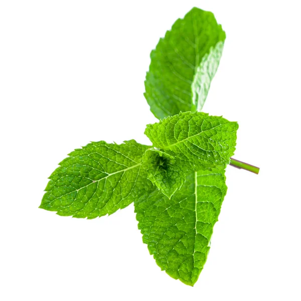 Frische Leuchtend Grüne Aromatische Minzblatt Isolation — Stockfoto