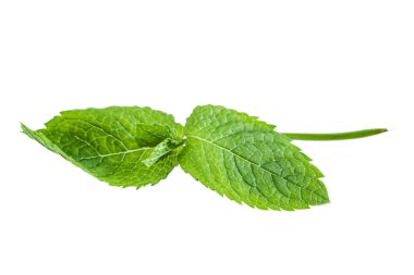 Taze yeşil aromalı nane yaprağı izolasyonu