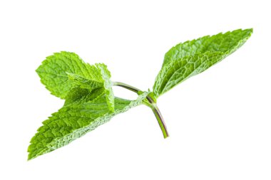 Taze yeşil aromalı nane yaprağı izolasyonu