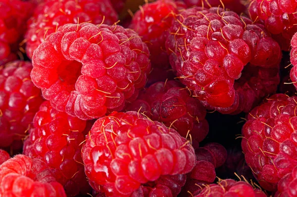 Bright Fresh Vitaminous Raspberry Closeup Backround — Stock Photo, Image