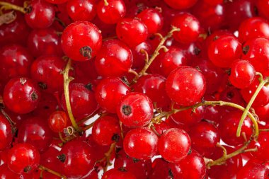 Taze parlak kırmızı üzümler yakın plan