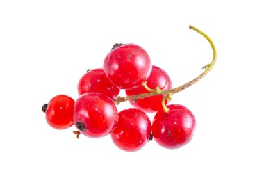 Taze kırmızı kuşüzümü filizi izole edildi.