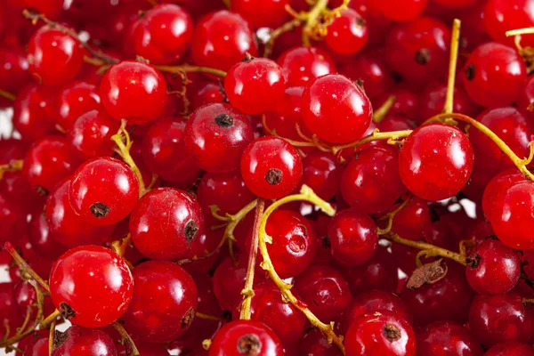 Frische Helle Rote Johannisbeeren Nahaufnahme Hintergrund — Stockfoto