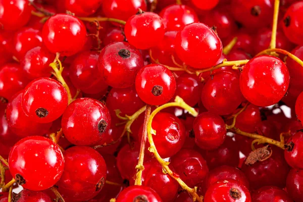 Frische Helle Rote Johannisbeeren Nahaufnahme Hintergrund — Stockfoto