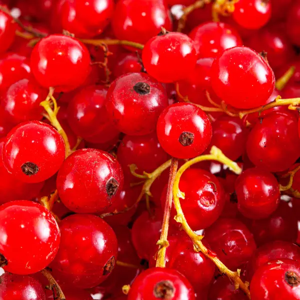 Frische Helle Rote Johannisbeeren Nahaufnahme Hintergrund — Stockfoto