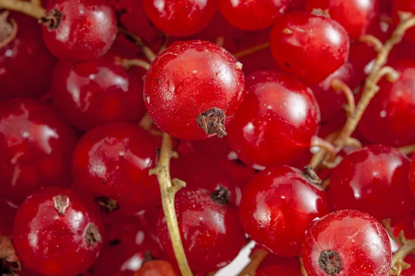 Fris Helder Rood Aalbessen Closeup Achtergrond — Stockfoto