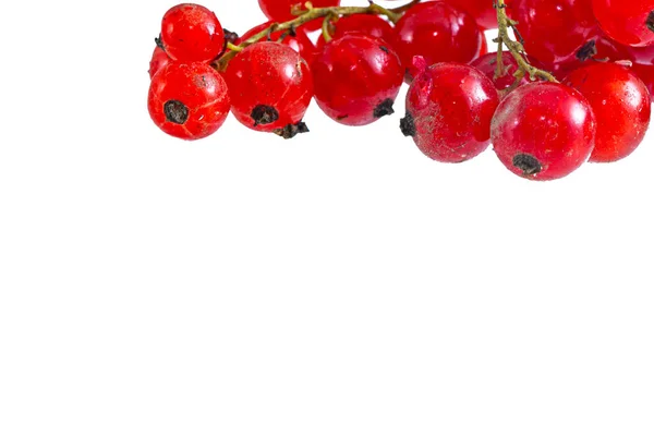Färska Ljusa Röda Vinbär Kvist Isolerad — Stockfoto