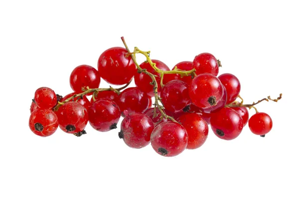 Fresh Bright Red Currant Sprig Isolated — Stock Photo, Image