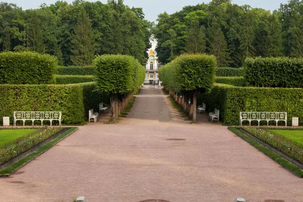 Schöner Garten Mit Hecken Sankt Petersburg Russland — Stockfoto