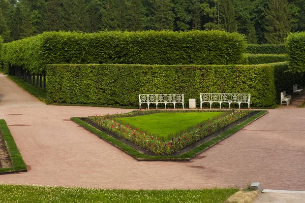 Schöner Garten Mit Hecken Sankt Petersburg Russland — Stockfoto