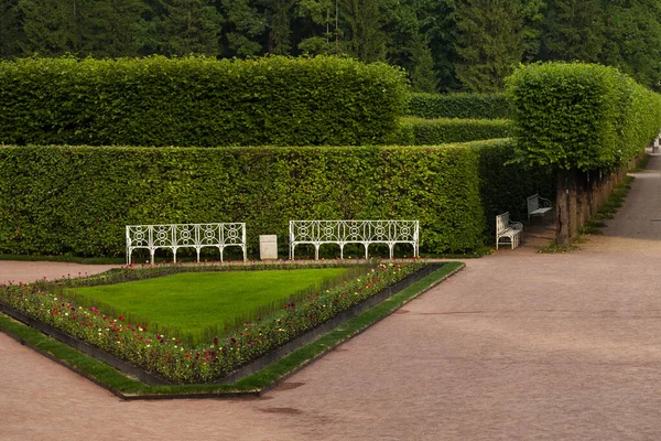 Schöner Garten Mit Hecken Sankt Petersburg Russland — Stockfoto