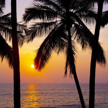 Varkala 'da gün batımına karşı avuç içi siluetleri. Kerala, Hindistan