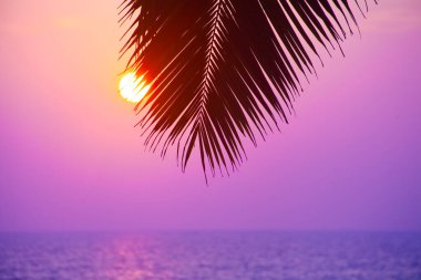 Varkala 'da gün batımına karşı avuç içi siluetleri. Kerala, Hindistan