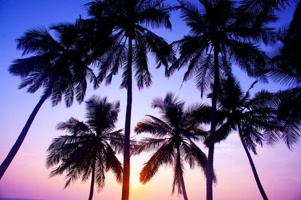 Siluetas Palmas Contra Cielo Del Atardecer Tomadas Varkala Kerala India —  Fotos de Stock