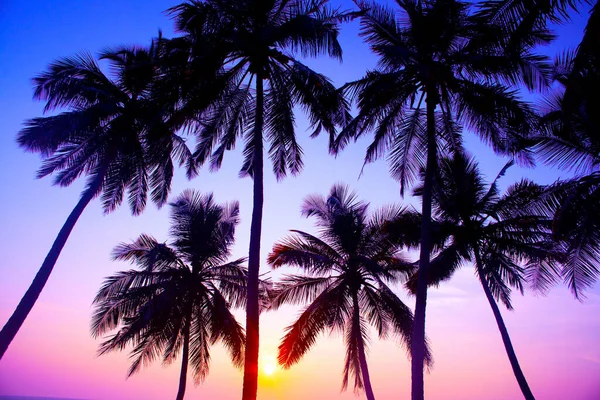 Palmen Silhouetten Tegen Zonsondergang Hemel Genomen Varkala Kerala India — Stockfoto