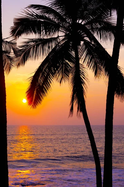 Palme Sagome Contro Cielo Del Tramonto Prese Varkala Kerala India — Foto Stock