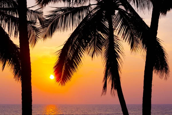 棕榈的轮廓映衬着瓦尔卡拉日落的天空 Kerala India — 图库照片