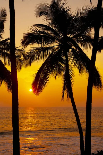 Palmen Silhouetten Tegen Zonsondergang Hemel Genomen Varkala Kerala India — Stockfoto