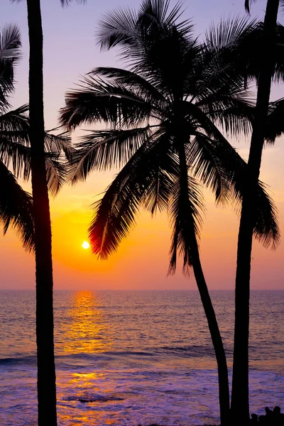 Obloze Zapadajícího Slunce Varkalu Rýsovaly Siluety Dlaní Kerala Indie — Stock fotografie