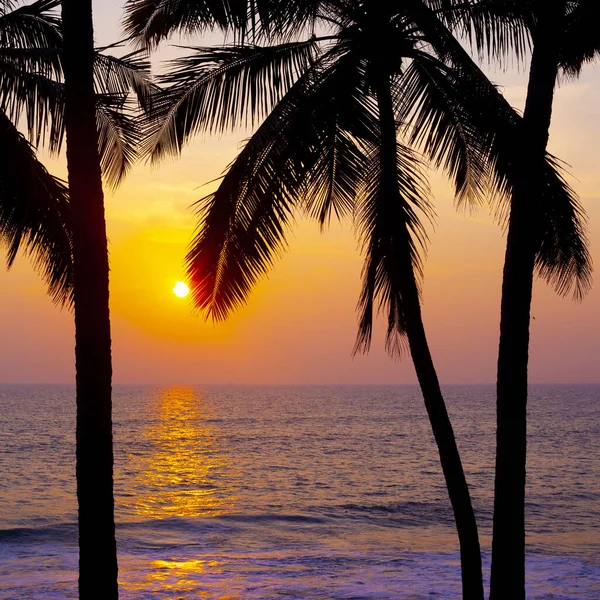 Siluetas Palmas Contra Cielo Del Atardecer Tomadas Varkala Kerala India —  Fotos de Stock