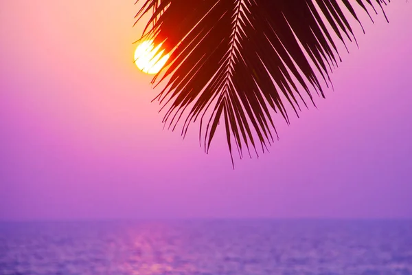 Silhuetas Palmas Contra Céu Pôr Sol Tomadas Varkala Kerala Índia — Fotografia de Stock