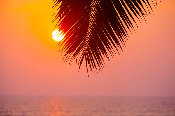 Palms Silhouettes Sunset Sky Taken Varkala Kerala India — Stock Photo, Image