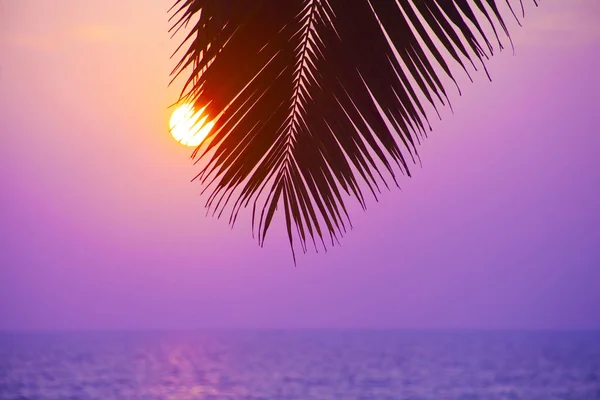 Palms Sziluettek Ellen Naplemente Vette Varkala Kerala India — Stock Fotó