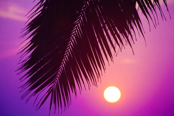 Siluetas Palmas Contra Cielo Del Atardecer Tomadas Varkala Kerala India —  Fotos de Stock