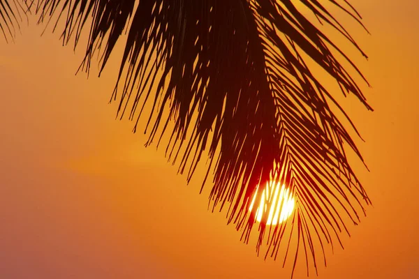 Palmer Siluetter Mot Solnedgången Himlen Tas Varkala Kerala Indien — Stockfoto