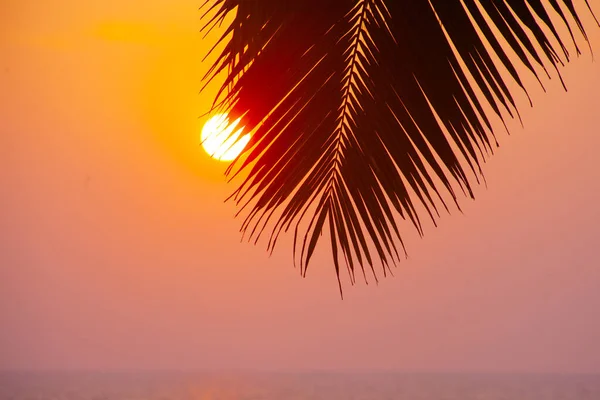 Siluetas Palmas Contra Cielo Del Atardecer Tomadas Varkala Kerala India —  Fotos de Stock