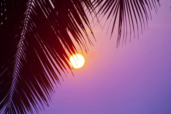 Obloze Zapadajícího Slunce Varkalu Rýsovaly Siluety Dlaní Kerala Indie — Stock fotografie