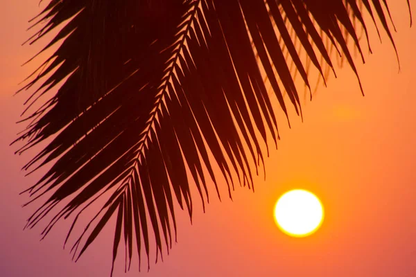 Silhuetas Palmas Contra Céu Pôr Sol Tomadas Varkala Kerala Índia — Fotografia de Stock