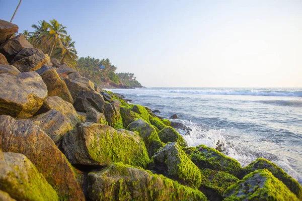 Море Пальмы Вокруг Пляжа Варна Керала Индия — стоковое фото