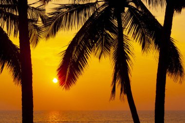 Varkala 'da gün batımına karşı avuç içi siluetleri. Kerala, Hindistan