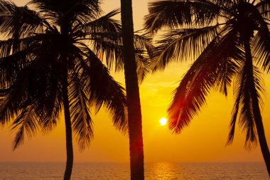 Varkala 'da gün batımına karşı avuç içi siluetleri. Kerala, Hindistan