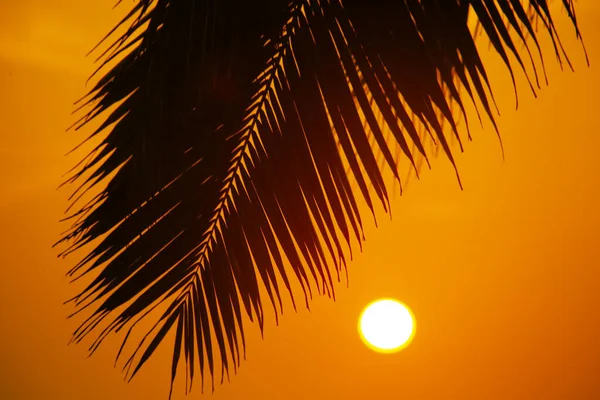 Siluetas Palmas Contra Cielo Del Atardecer Tomadas Varkala Kerala India — Foto de Stock