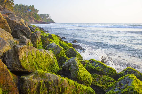 Hermoso Mar Palmeras Alrededor Playa Varkala Kerala India —  Fotos de Stock