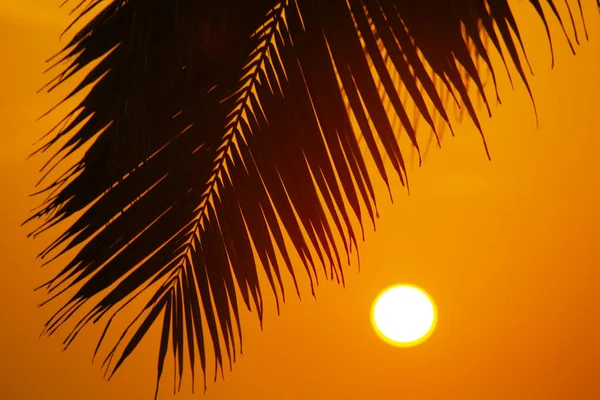 Siluetas Palmas Contra Cielo Del Atardecer Tomadas Varkala Kerala India —  Fotos de Stock