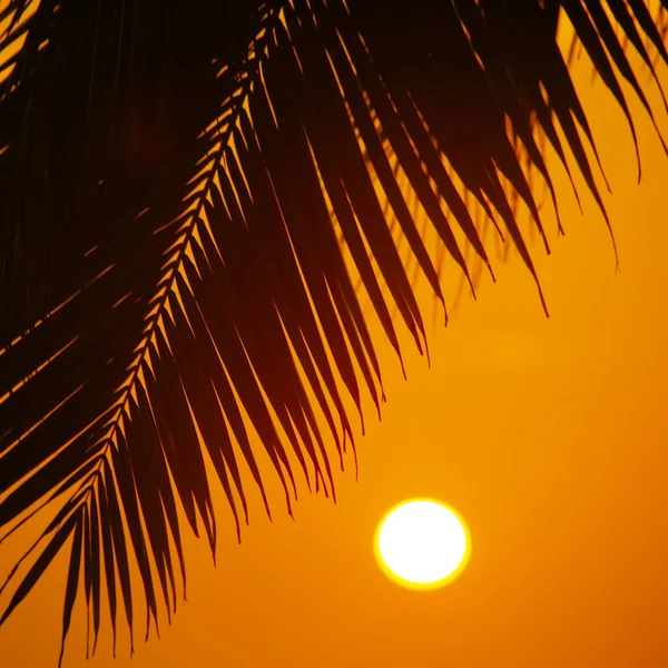 ヴァルカラで撮影された夕日の空に対するヤシの木のシルエット インドのケーララ州 — ストック写真