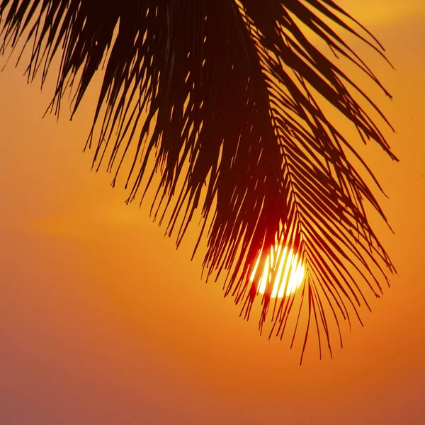 Siluetas Palmas Contra Cielo Del Atardecer Tomadas Varkala Kerala India —  Fotos de Stock