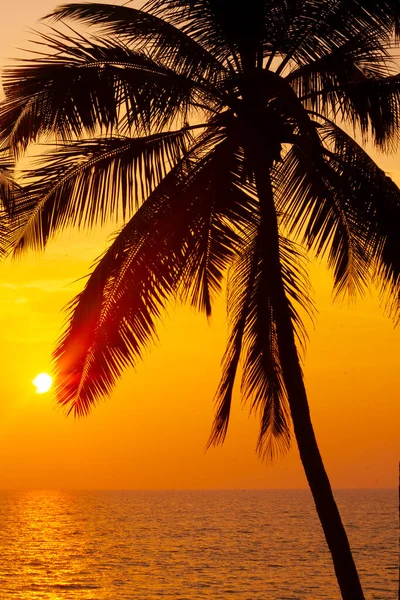 Siluetas Palmas Contra Cielo Del Atardecer Tomadas Varkala Kerala India —  Fotos de Stock