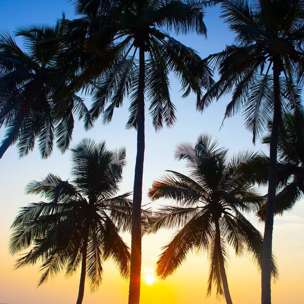 Silhouettes Palmiers Contre Ciel Couchant Prises Varkala Kerala Inde — Photo