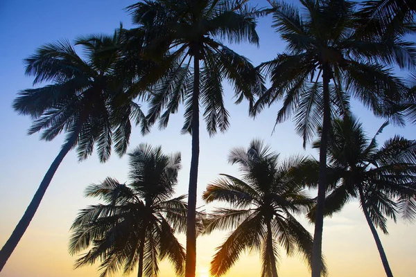 Palme Sagome Contro Cielo Del Tramonto Prese Varkala Kerala India — Foto Stock