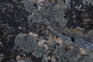 Üzerinde yosun olan taşın dokusu, Himalaya.