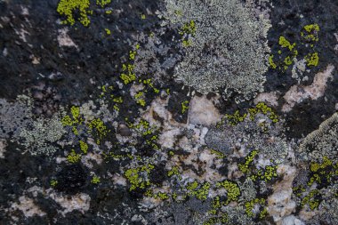 Üzerinde yosun olan taşın dokusu, Himalaya.