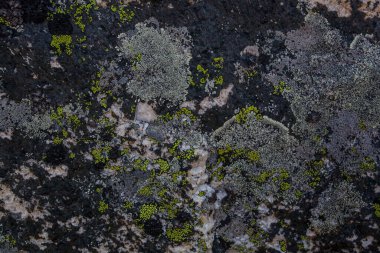 Üzerinde yosun olan taşın dokusu, Himalaya.