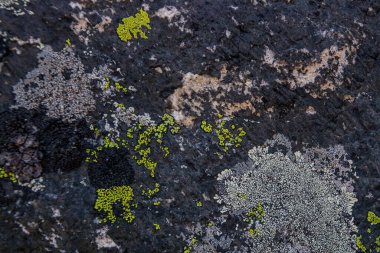 Üzerinde yosun olan taşın dokusu, Himalaya.