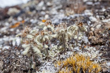 Taş ve çiçek dokusu arka plan, Himalaya dağları, Nepal
