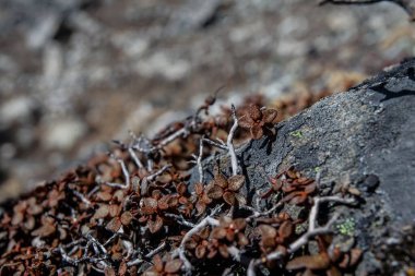 Taş ve çiçek dokusu arka plan, Himalaya dağları, Nepal