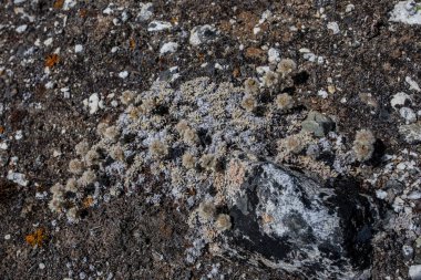 Taş ve çiçek dokusu arka plan, Himalaya dağları, Nepal